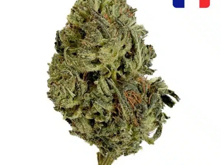Photo de la Tangie candy