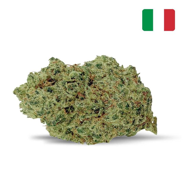 CBD premium Gorilla Kush, origine Italie, sélectionné à Saint-Gilles-Croix-de-Vie